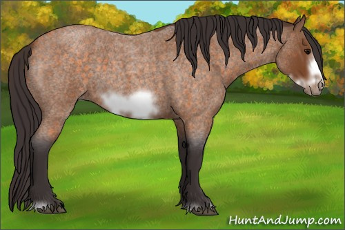 Horse Color:Buckskin Roan Sabino Frame