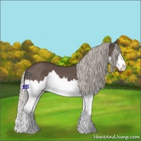 Horse Color:Silver Black Splash 