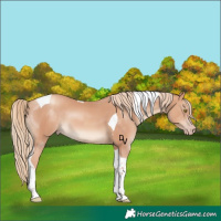 Horse Color:Gold Champagne Tobiano 