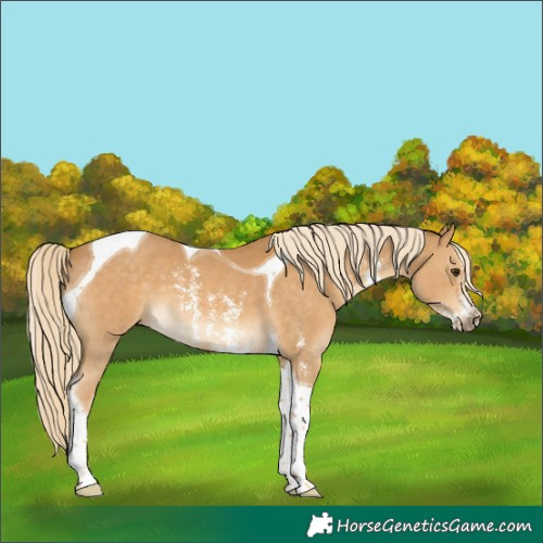Horse Color:Palomino Sabino Tobiano 