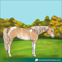 Horse Color:Palomino Sabino Tobiano 