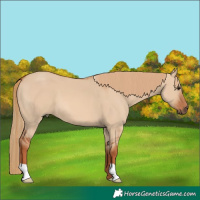 Horse Color:Red Dun 