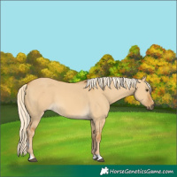 Horse Color:Palomino Dun 