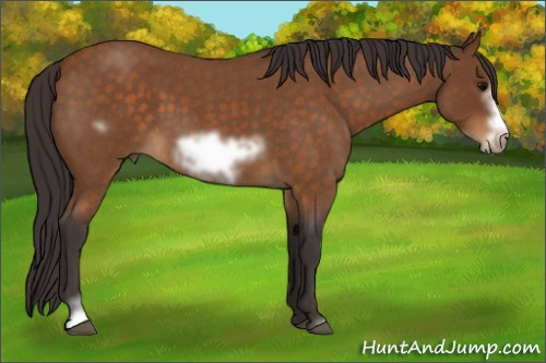 Horse Color:Buckskin Roan Sabino Frame 