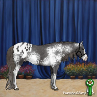 Horse Color:White Spotted Smoky Black Splash Blanket Rabicano 