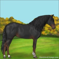 Horse Color:Liver Chestnut Tobiano