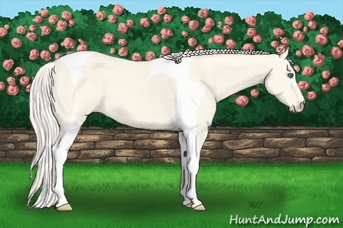 Horse Color:Cremello Dun Tobiano 
