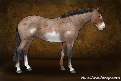 Horse Color:Buckskin Roan Sabino Frame 