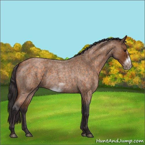 Horse Color:Buckskin Roan Sabino Frame