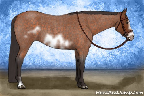 Horse Color:Buckskin Roan Sabino Frame 