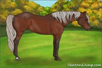 Horse Color:Silver Bay 