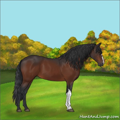 Horse Color:Brown 