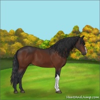 Horse Color:Brown 