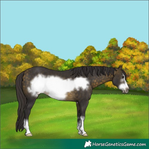 Horse Color:Buckskin Sabino Frame 