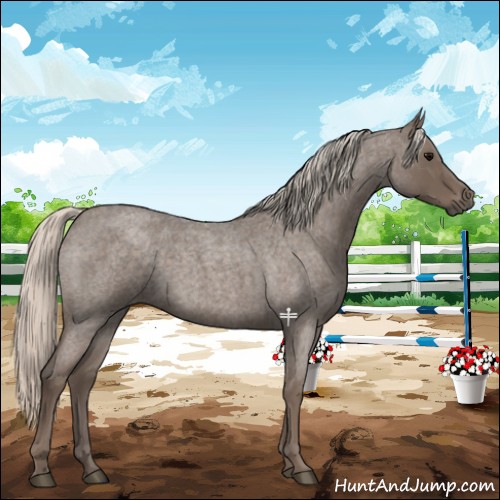 Horse Color:Silver Blue Roan 