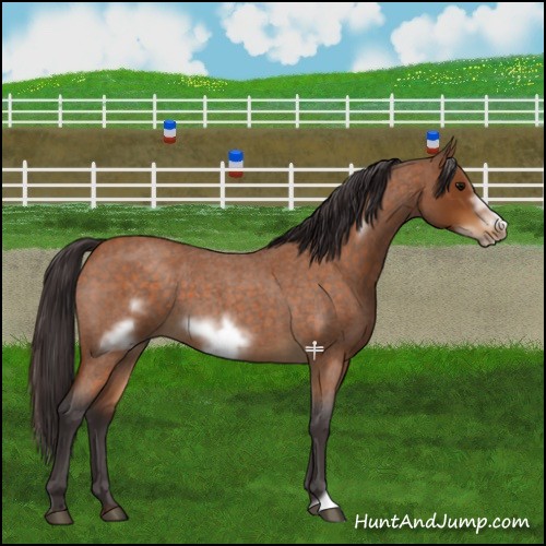 Horse Color:Buckskin Roan Sabino Frame 