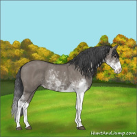 Horse Color:Grullo Sabino Rabicano 