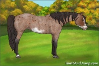 Horse Color:Buckskin Roan Sabino Frame 