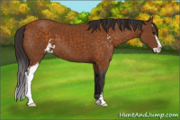 Horse Color:Buckskin Sabino 