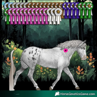 Horse Color:White Spotted Smoky Black Splash Appaloosa Rabicano 