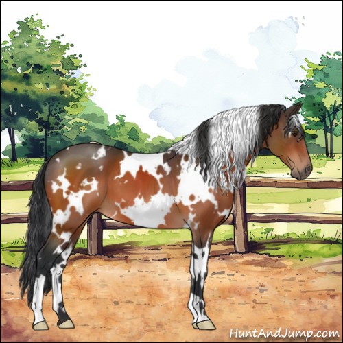 Horse Color:White Spotted Bay 