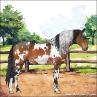 Horse Color:White Spotted Bay 