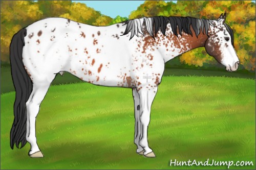 Horse Color:White Spotted Brown Sabino Appaloosa 