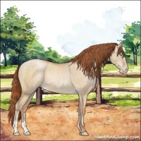 Horse Color:Buckskin Pearl Dun 