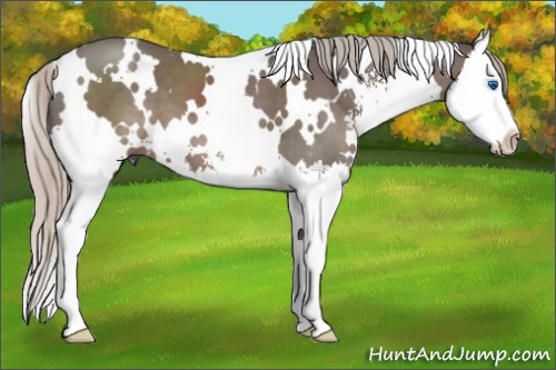 Horse Color:White Spotted Silver Black Sabino Splash 