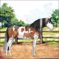 Horse Color:White Spotted Brown Sabino Splash 
