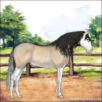 Horse Color:Brown Dun Splash Rabicano 