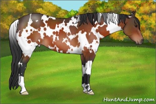 Horse Color:White Spotted Brown 