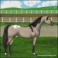 Horse Color:Liver Red Dun Appaloosa 