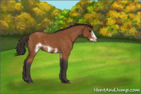 Horse Color:Buckskin Roan Sabino Frame 