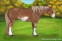 Horse Color:Chestnut Sabino Frame 