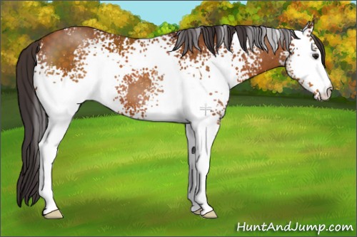 Horse Color:White Spotted Buckskin 