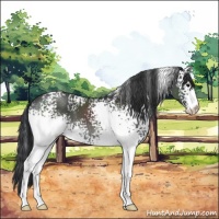 Horse Color:White Spotted Black Sabino 