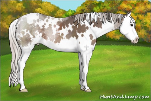 Horse Color:White Spotted Silver Black Sabino Splash 