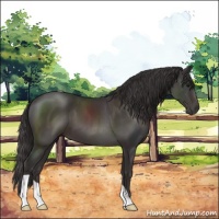 Horse Color:Smoky Black 