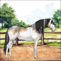 Horse Color:White Spotted Bay Dun Rabicano 