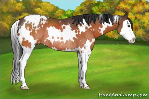 Horse Color:White Spotted Bay Splash Appaloosa Rabicano 