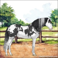 Horse Color:White Spotted Black Splash 
