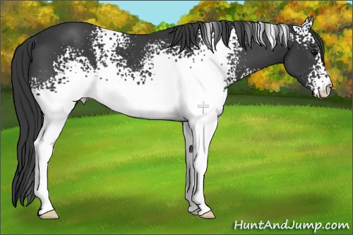 Horse Color:White Spotted Black Rabicano 
