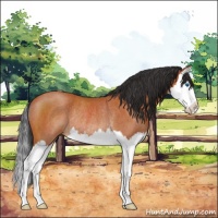 Horse Color:Bay Roan Splash Rabicano 