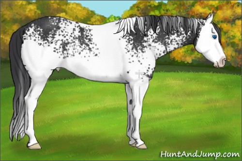 Horse Color:White Spotted Black Splash Rabicano 