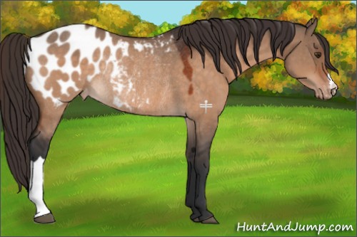 Horse Color:Brown Dun Appaloosa Rabicano 