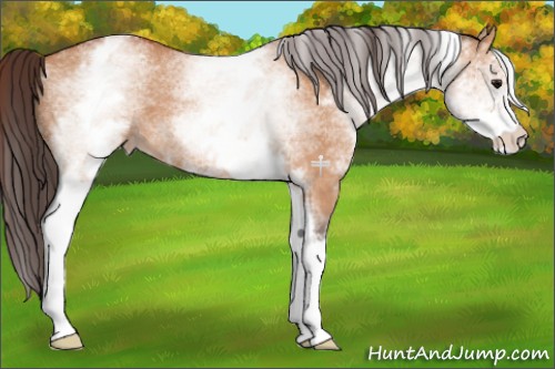 Horse Color:White Spotted Bay Dun Appaloosa 