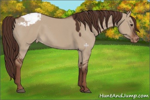 Horse Color:Liver Red Dun Appaloosa 