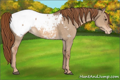 Horse Color:Red Dun Appaloosa 