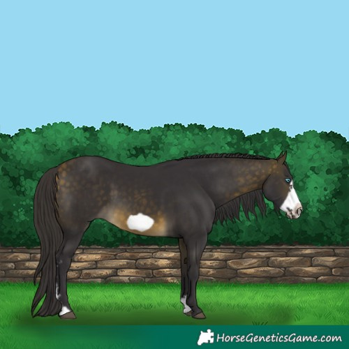 Horse Color:Buckskin Sabino Frame 